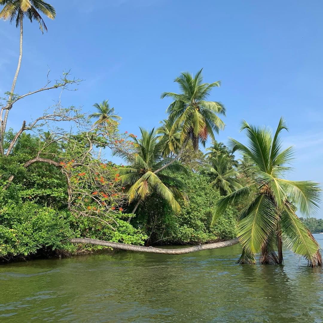Bentota River with golden sand and clear waters