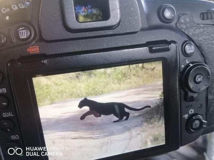 Rare black leopard (melanistic leopard) in Yala National Park