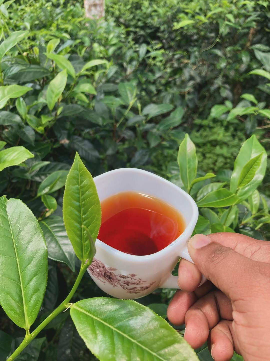 Ceylon Tea