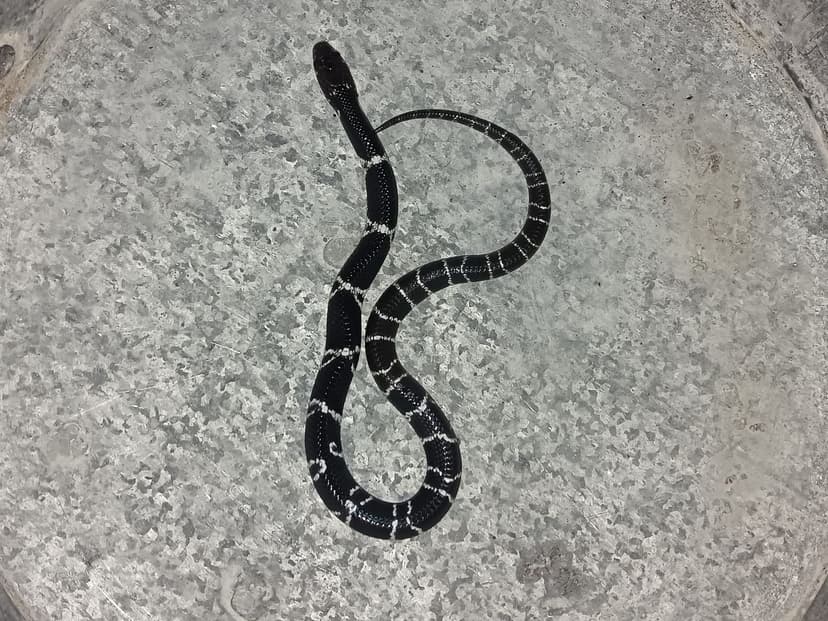 Common Krait - deadly nocturnal venomous snake in Sri Lanka