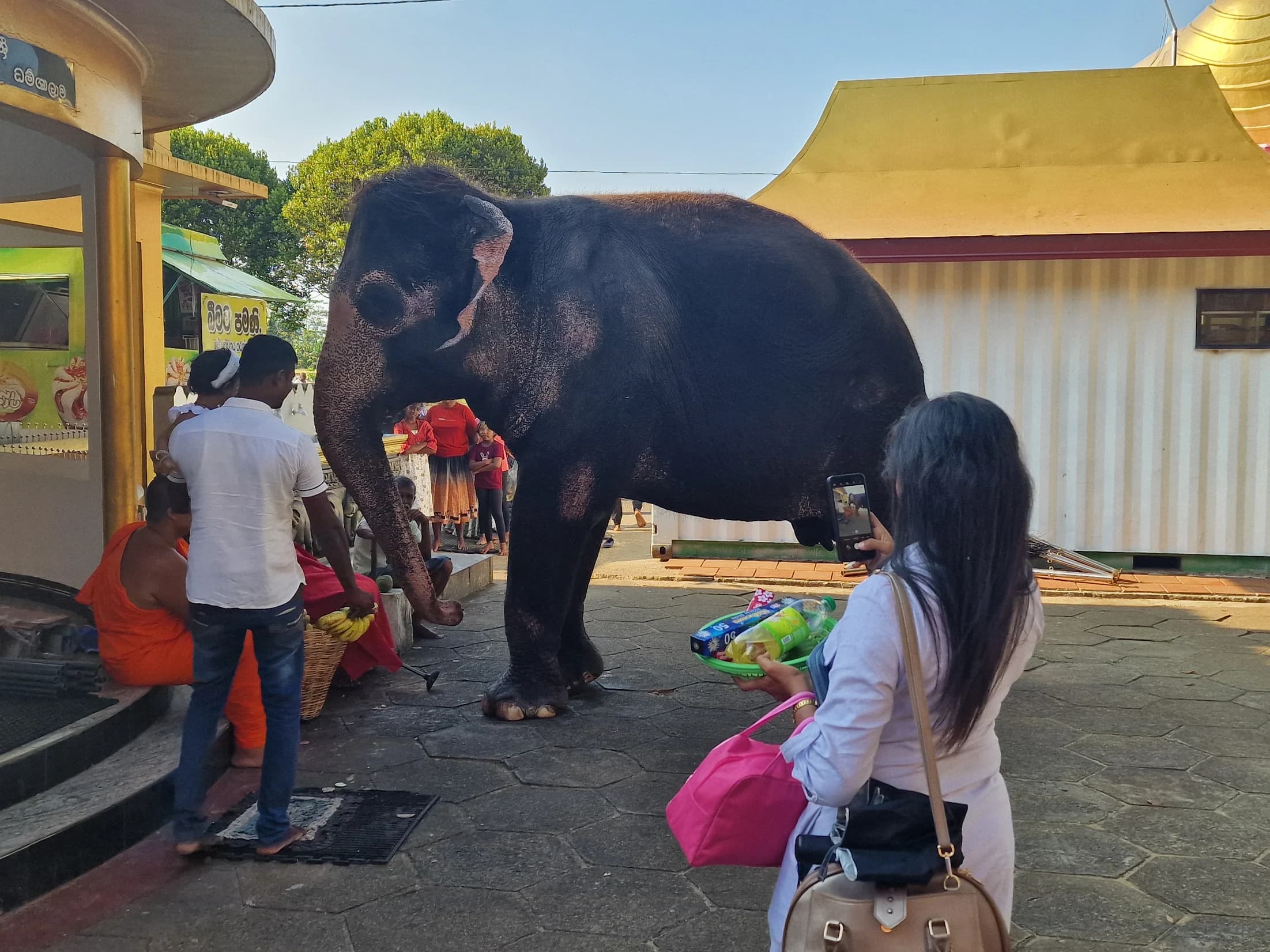 Temple elephant at Kande Viharaya