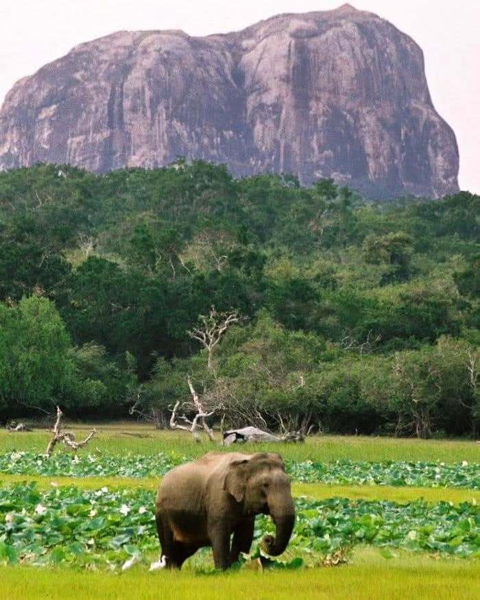 Elephant Rock formation in Yala National Park resembling an elephant head