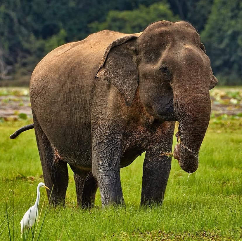 Herd of Asian elephants including babies drinking and bathing at a villu in Wilpattu