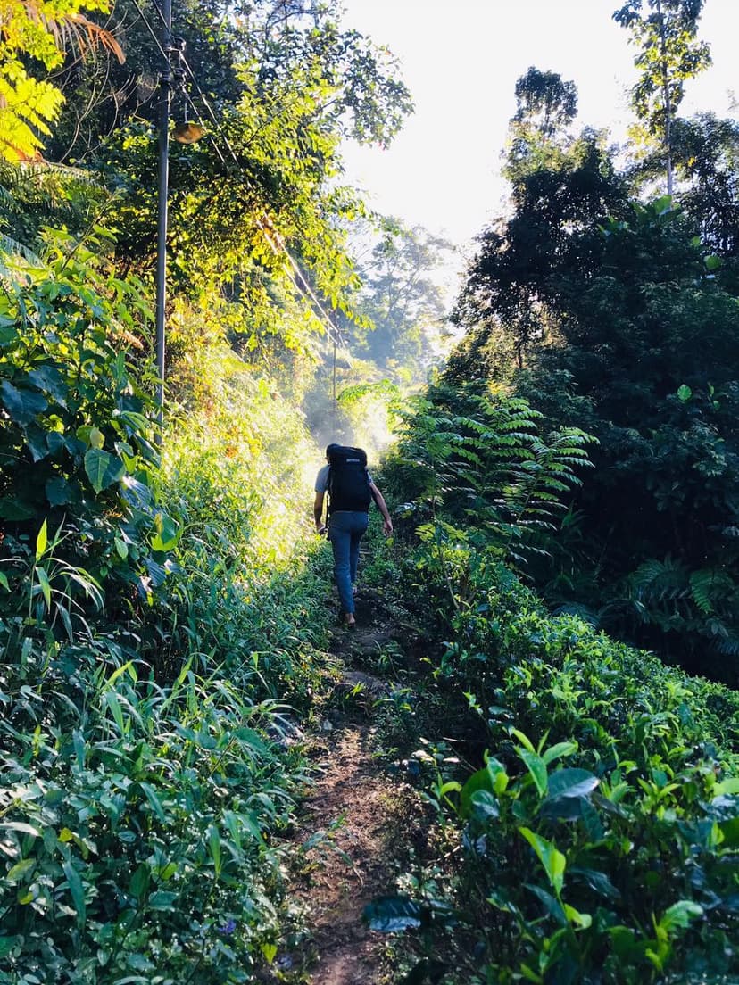 Ratnapura route through dense forest showing challenging wilderness path to Adams Peak