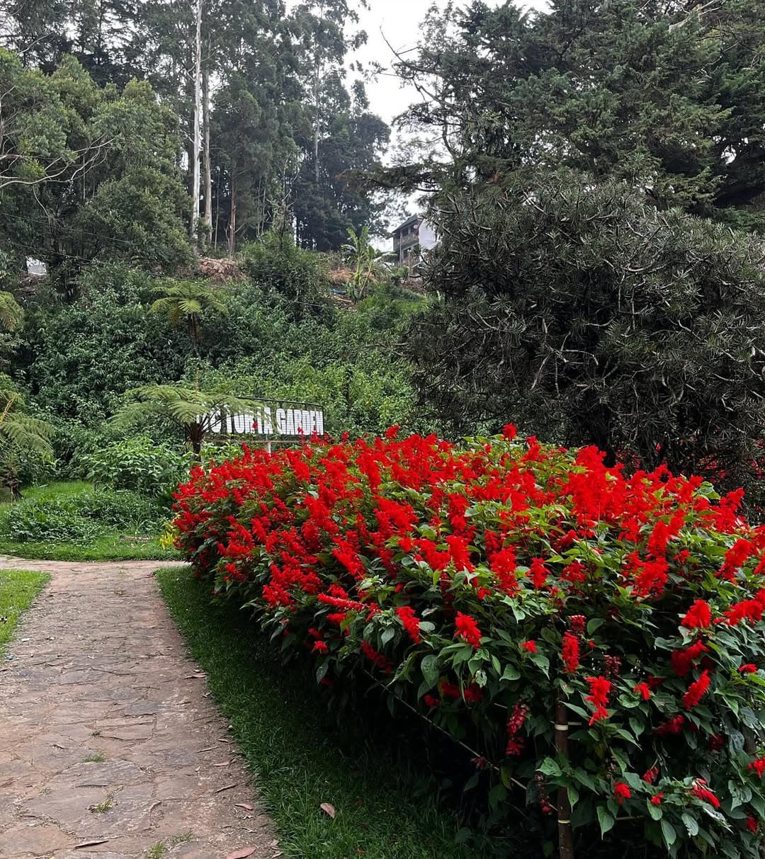 Colorful flowers blooming at Hakgala Botanical Garden, Nuwara Eliya
