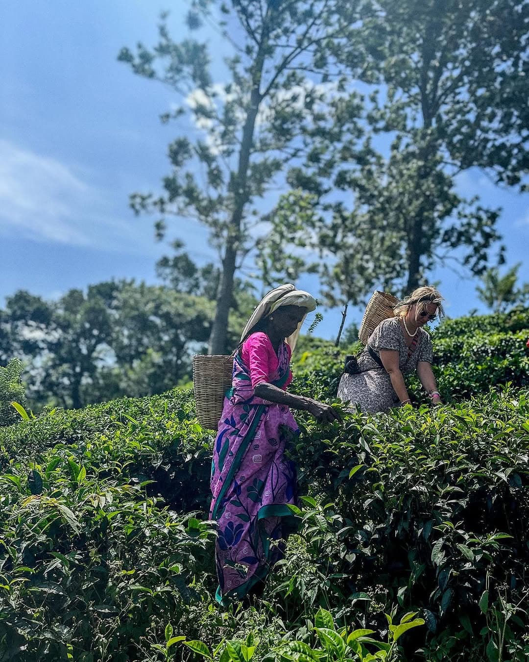 Tea processing machinery at Uva Halpewatte Tea Factory with workers processing Ceylon tea leaves