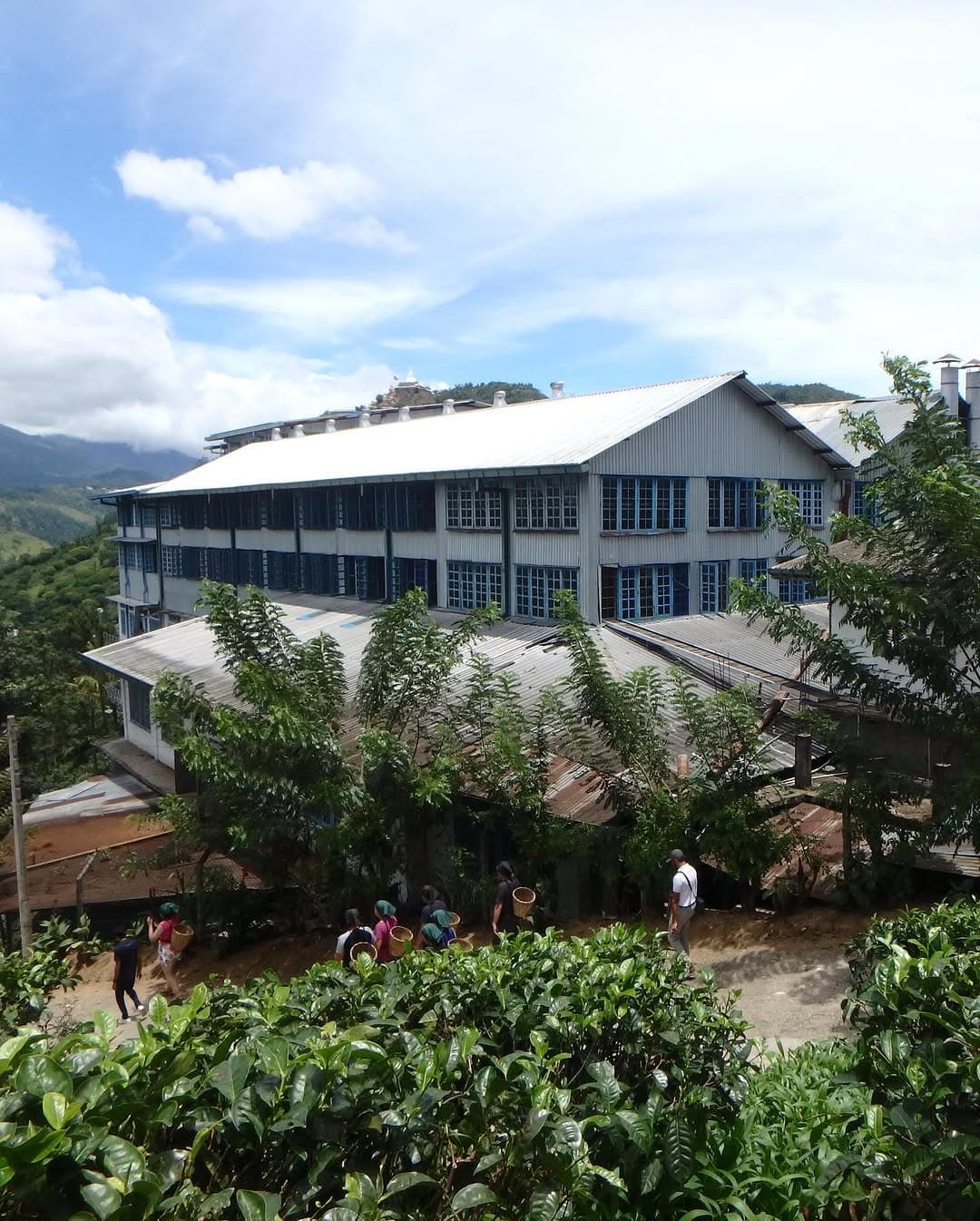 Tea processing machinery at Uva Halpewatte Tea Factory with workers processing Ceylon tea leaves