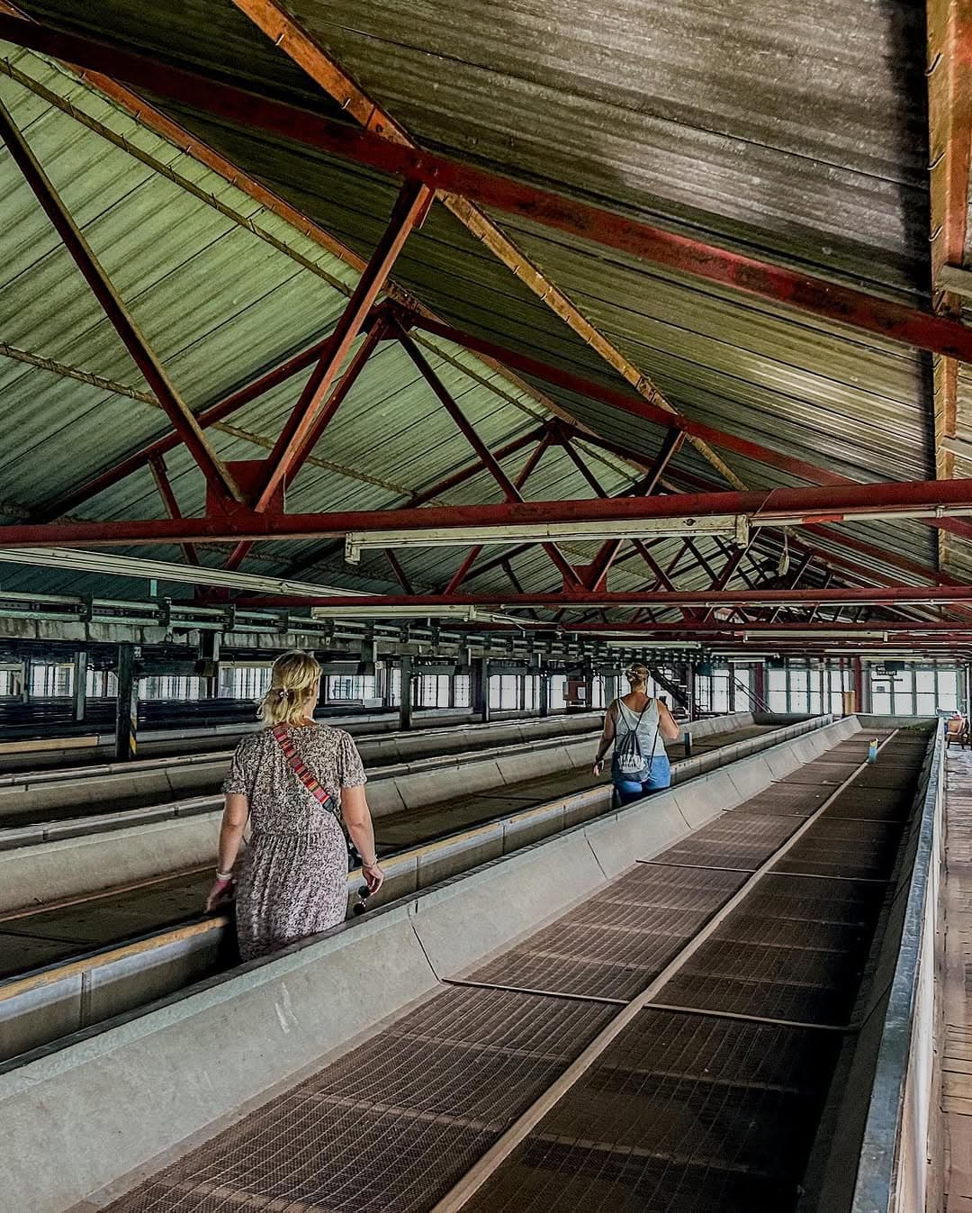 Tea processing machinery at Uva Halpewatte Tea Factory with workers processing Ceylon tea leaves