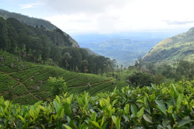 Haputale's Lipton's Seat viewpoint with panoramic views of tea plantations and mountains