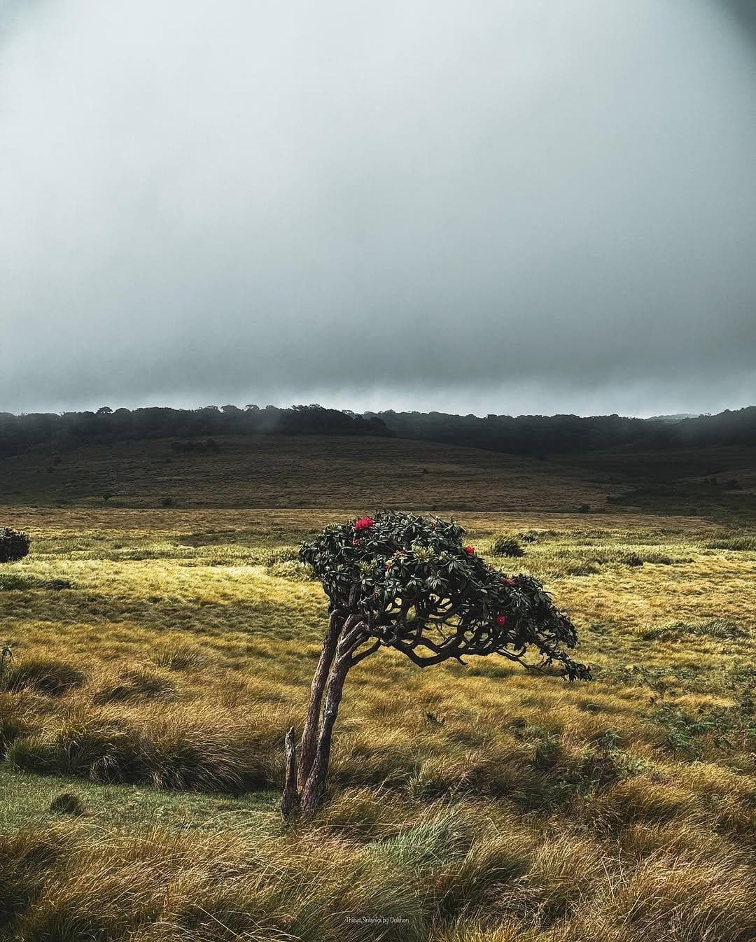 Horton Plains National Park showcasing the unique montane ecosystem and scenic landscapes