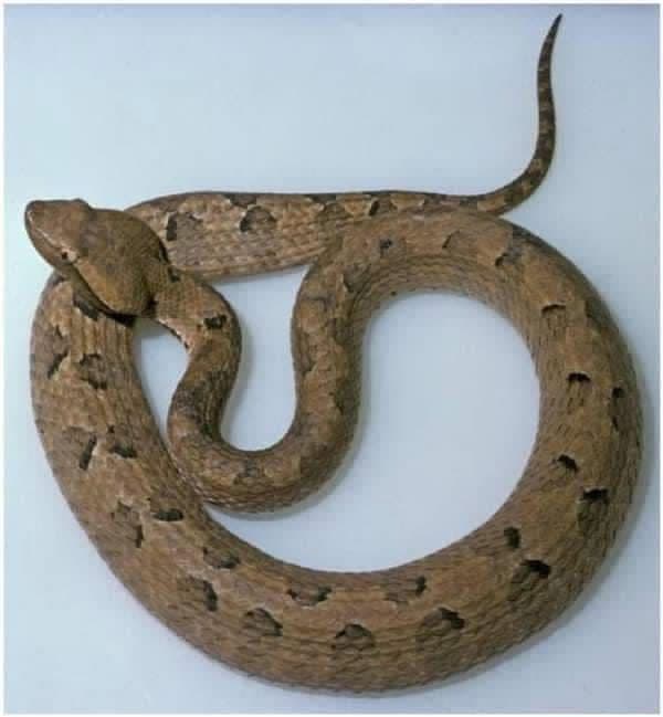 Hump-nosed Viper - moderately venomous mountain snake in Sri Lanka