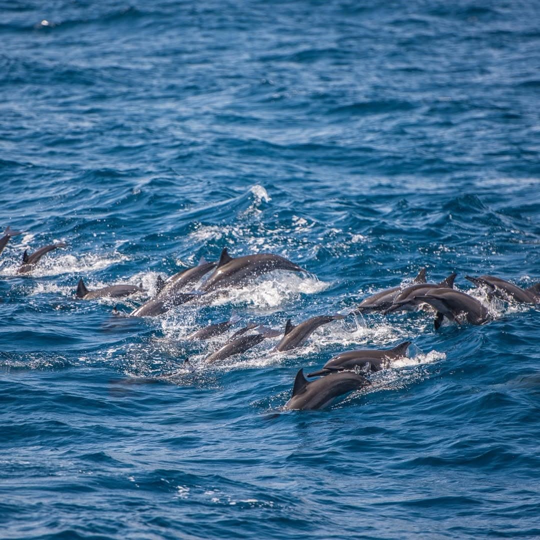 Pod of spinner dolphins jumping out of the water near Kalpitiya with tourists watching from a boat