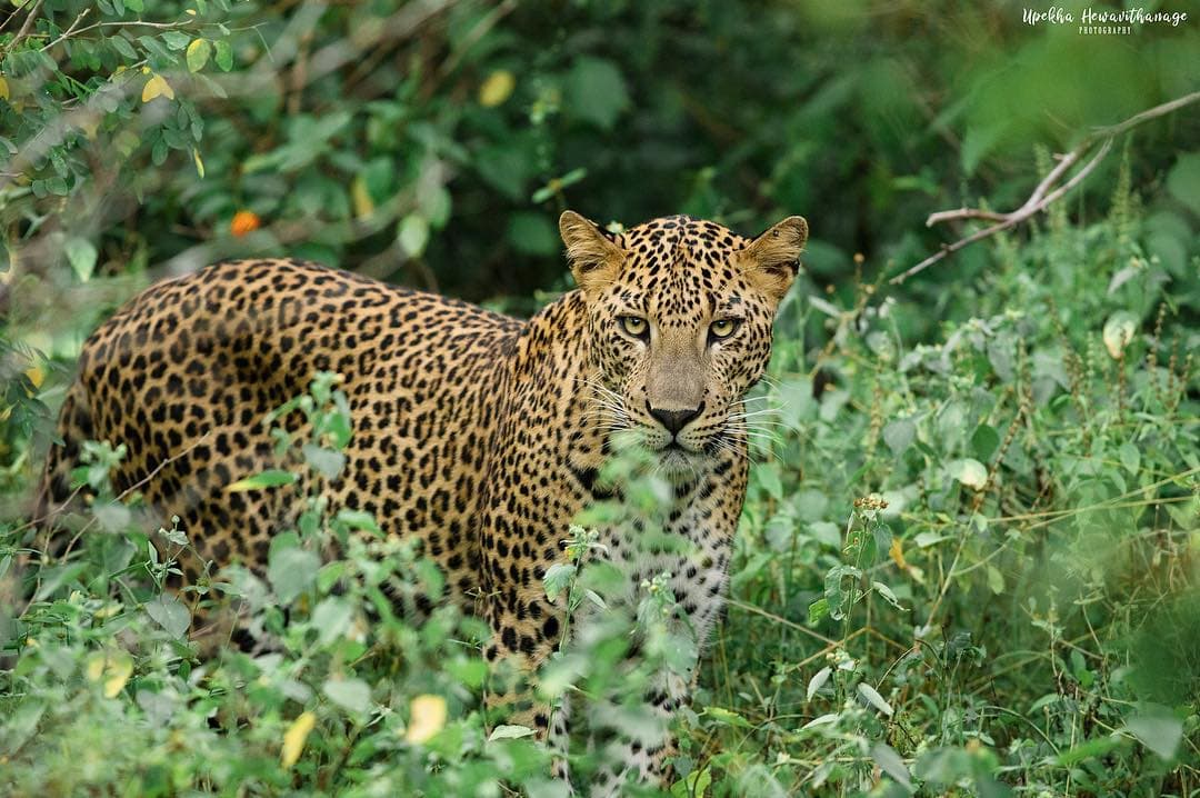 Leopard in Yala