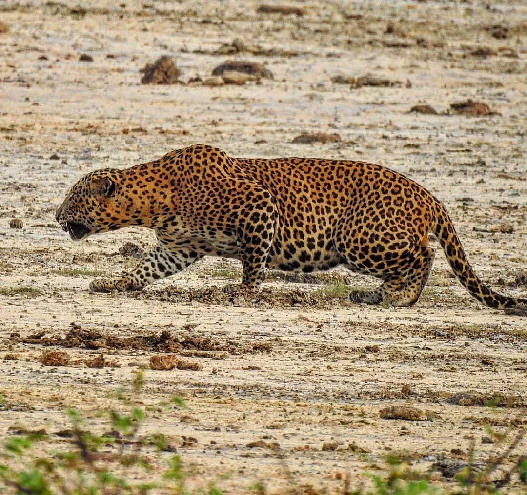 Leopard in Yala National Park