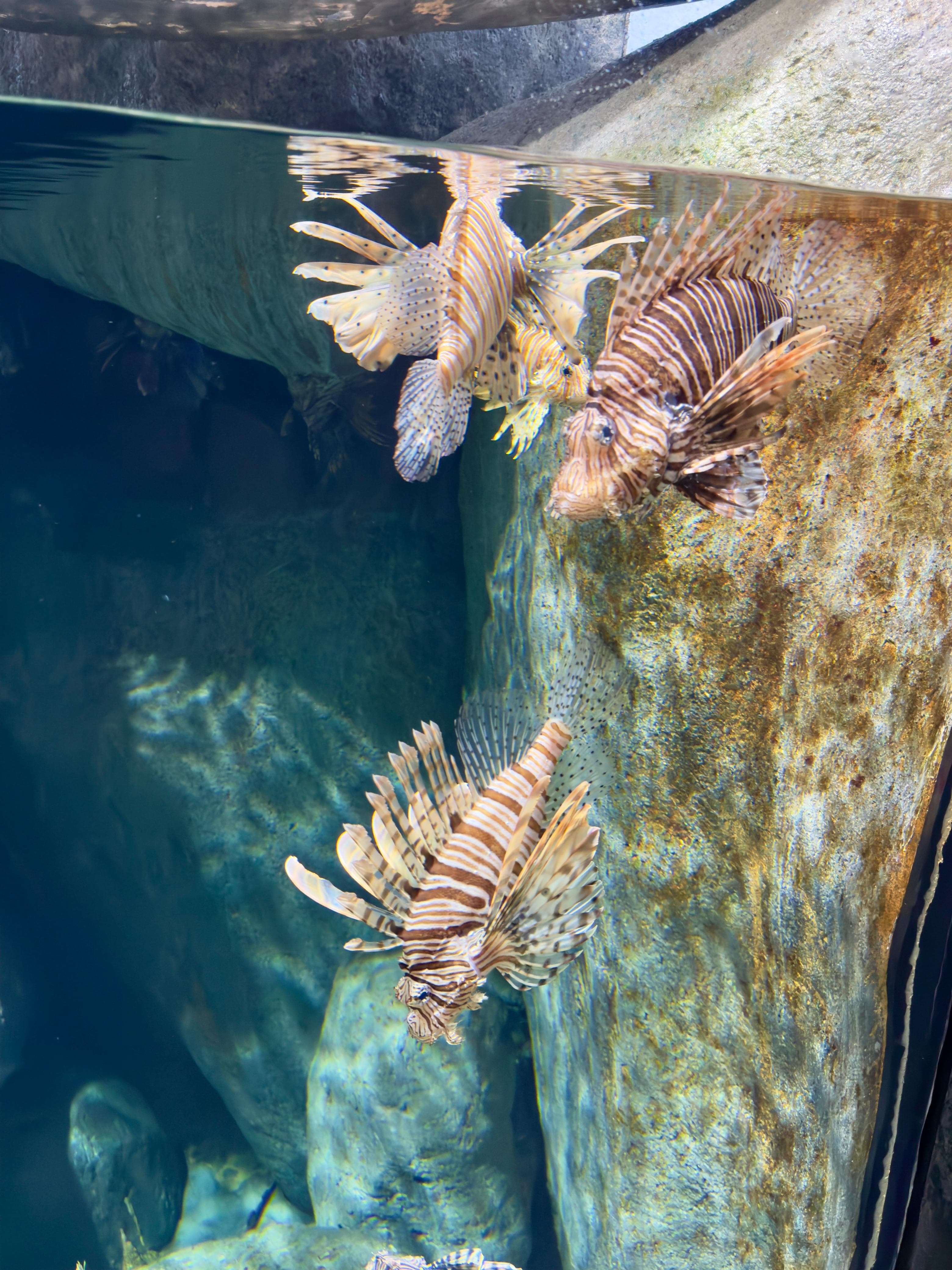 Lion Fish with distinctive striped pattern