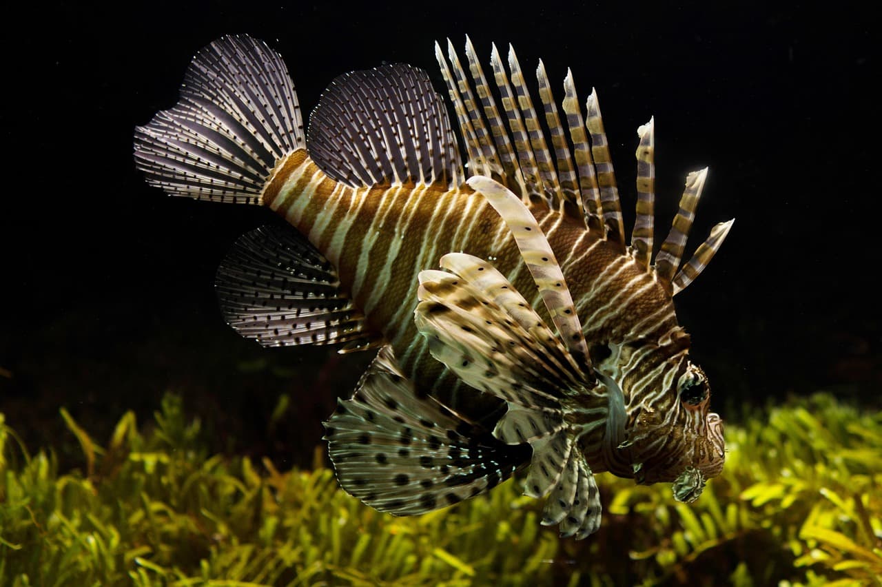 Lion Fish showing venomous spines