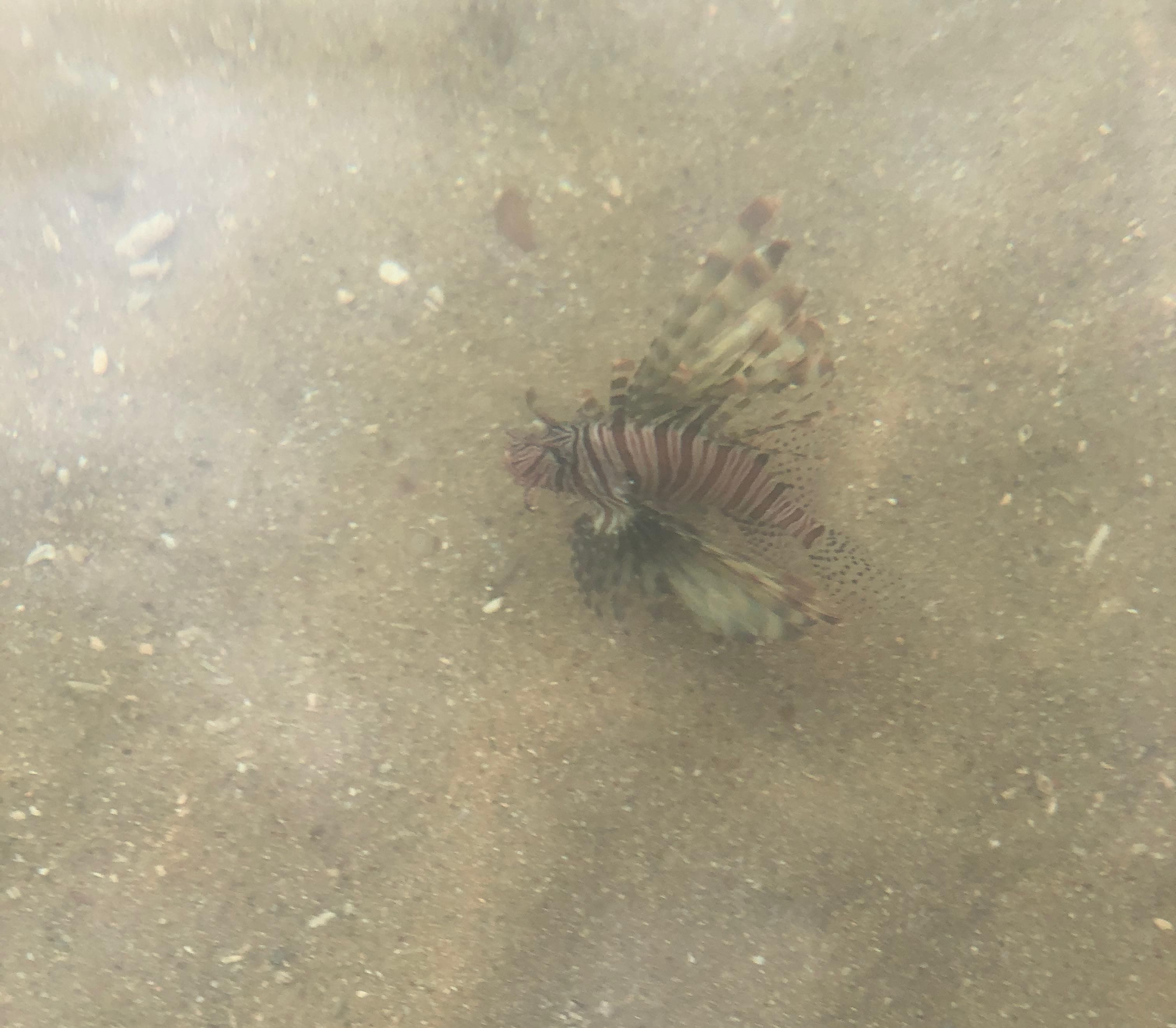 Lion Fish in natural habitat