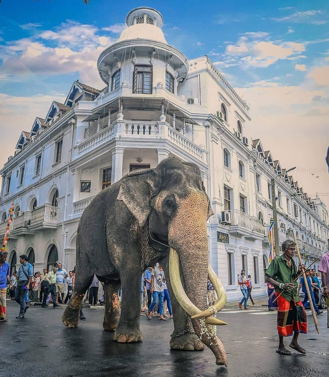 The sacred Maligawa Tusker magnificently decorated with golden cloth and lights, carrying the sacred casket containing Buddha's tooth relic