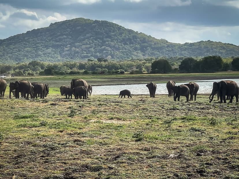 Asian elephant family with mother and baby at Minneriya reservoir