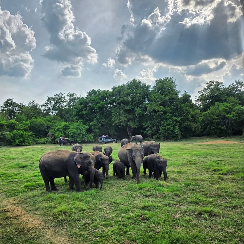 Sri Lankan Elephants