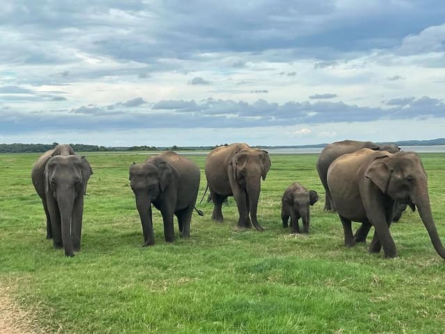 Large herd of elephants gathering at Minneriya National Park during dry season