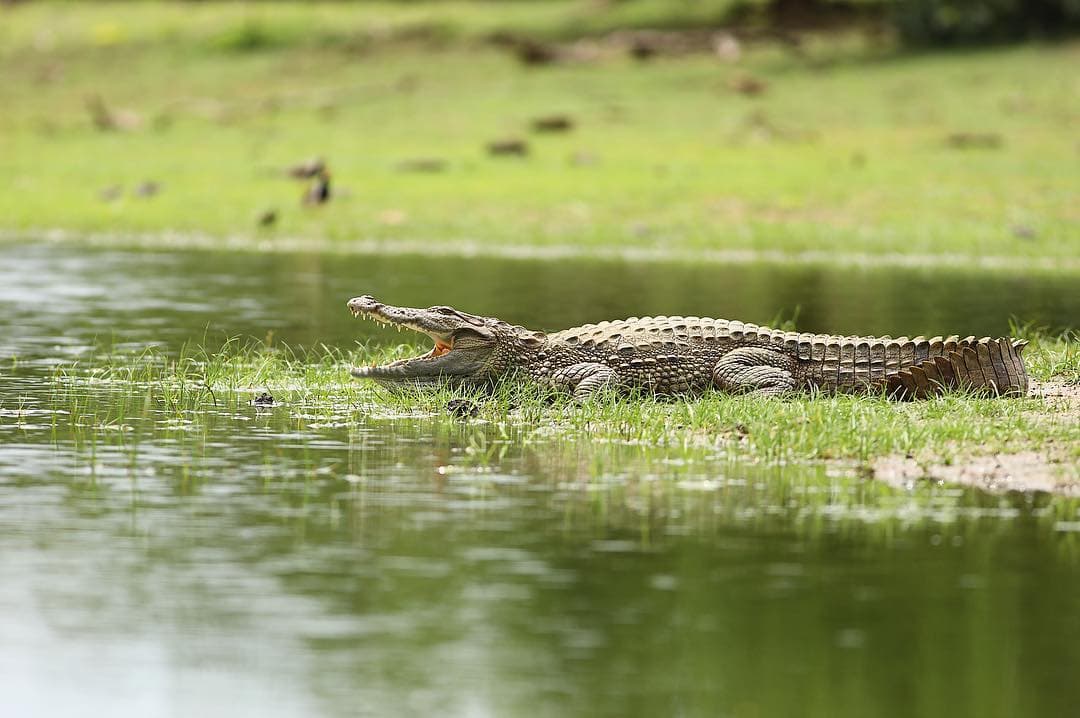 Mugger Crocodile basking in the sun