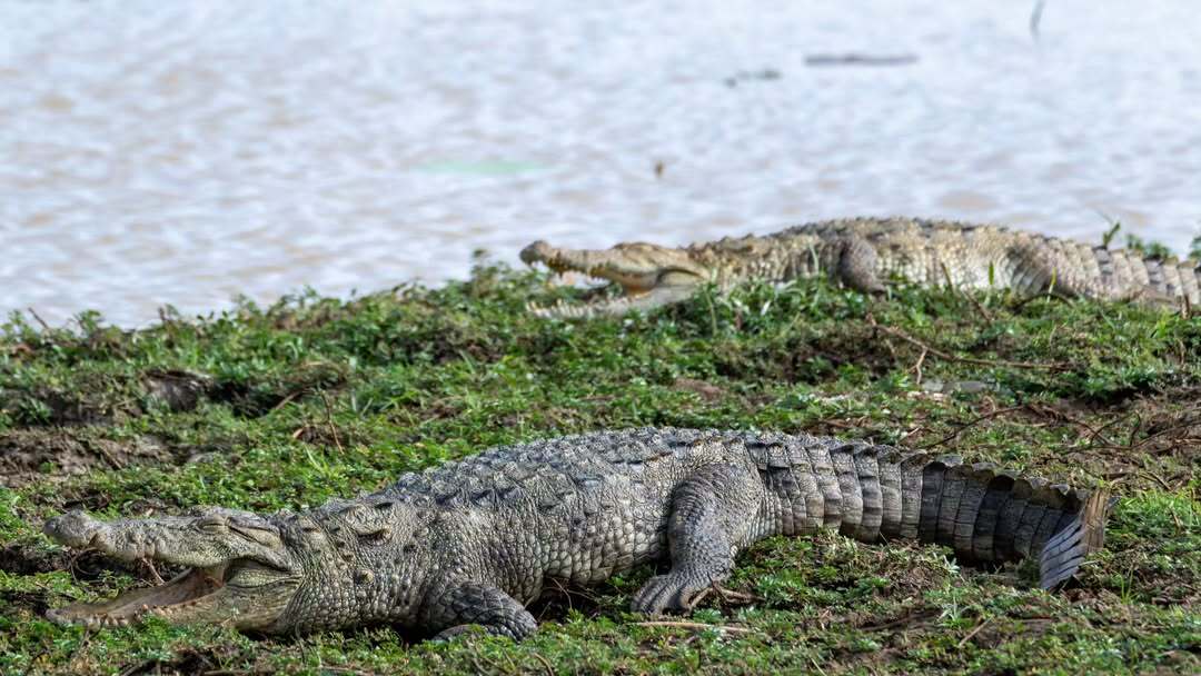 Mugger Crocodiles in Yala National Park