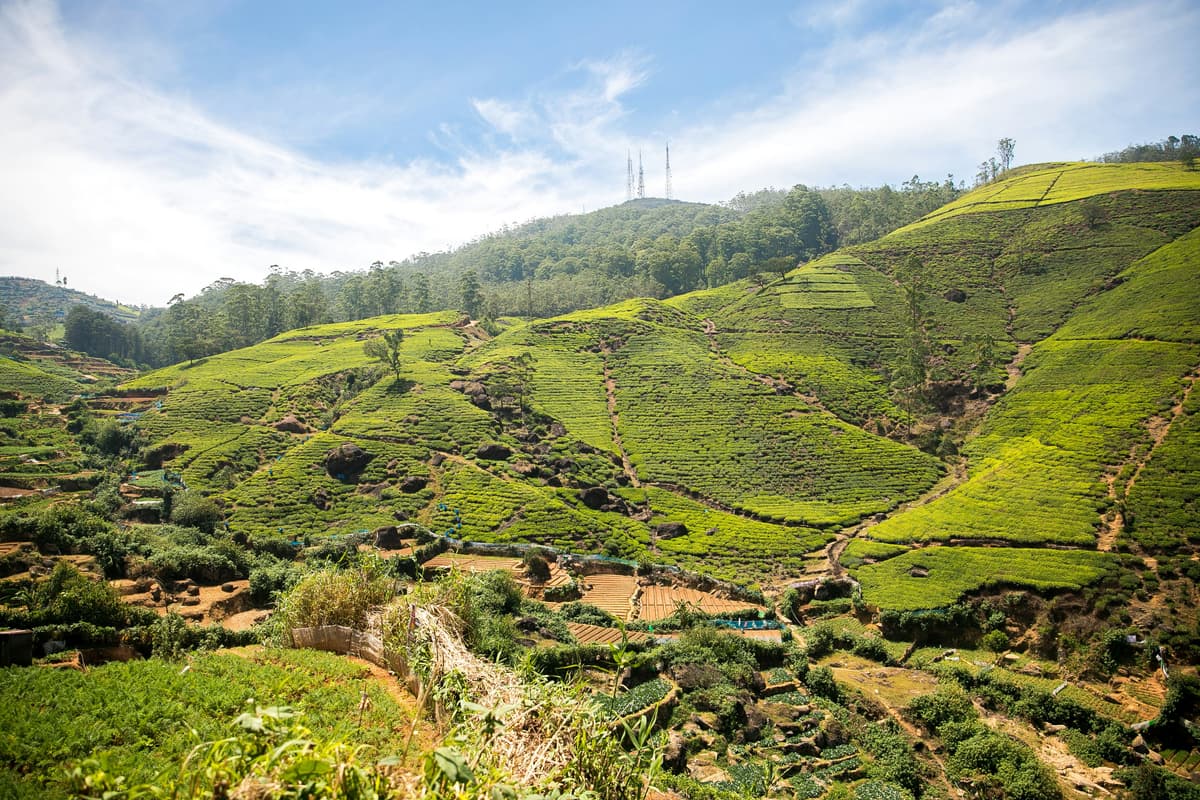 Lush green tea plantations in Nuwara Eliya with tea pickers working among perfectly manicured tea bushes