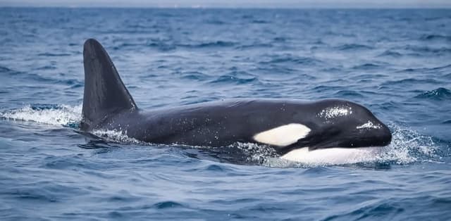 Spinner dolphins jumping