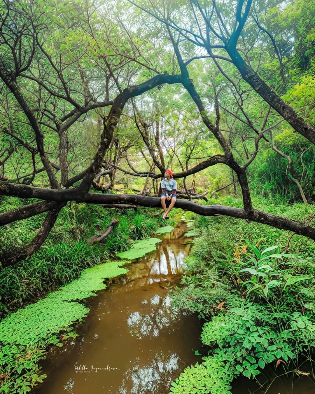 Nine Arch Bridge in Ella with train passing through lush green tea plantations