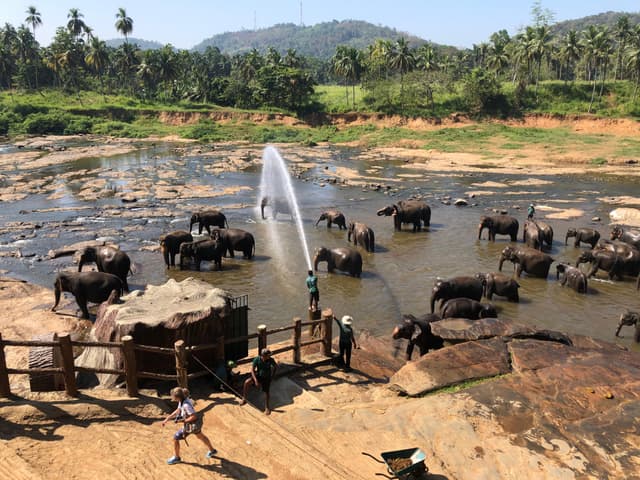 Elephants at Pinnawala Elephant Orphanage bathing and being cared for