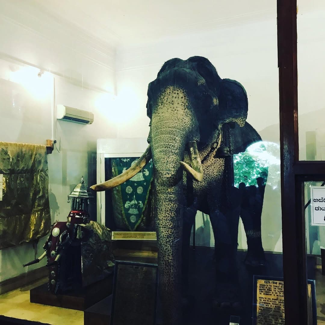 Raja Tusker Museum at Temple of the Tooth Kandy