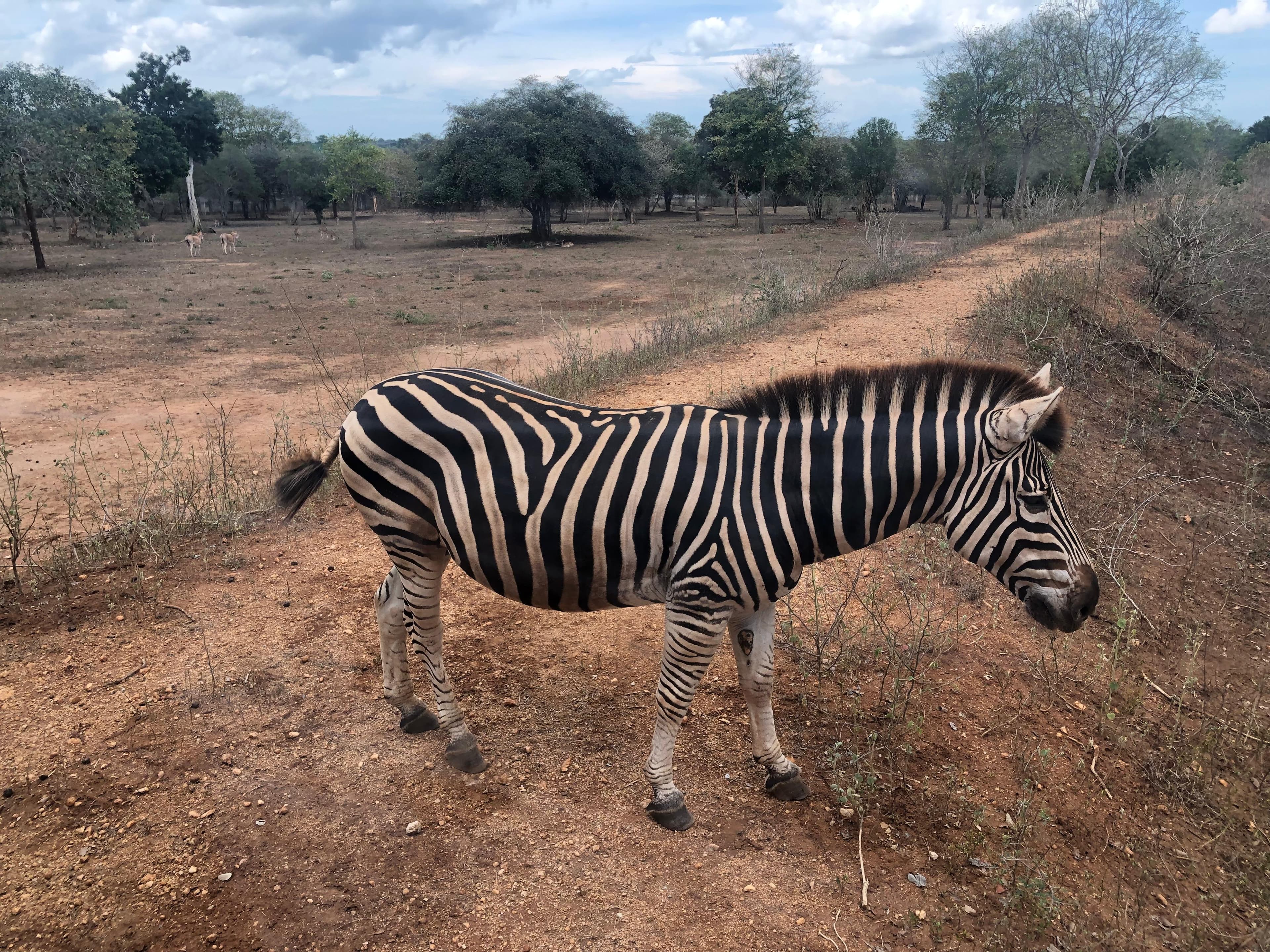 Ridiyagama Safari Park