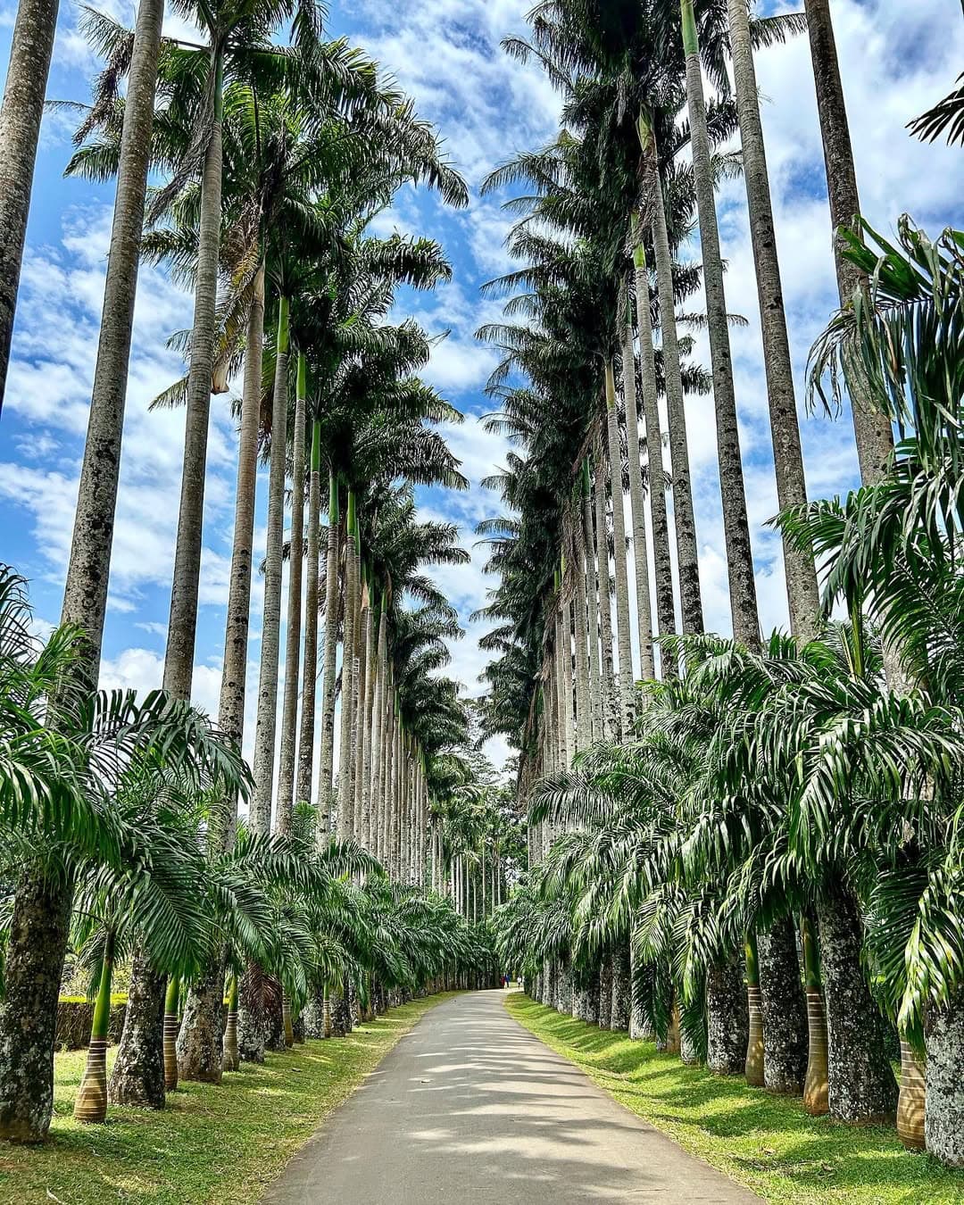 Royal Botanical Gardens Peradeniya showing diverse tropical plants and pathways - Image 1