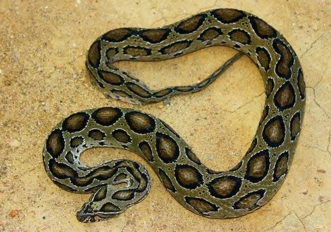 Russell's Viper - most dangerous venomous snake in Sri Lanka