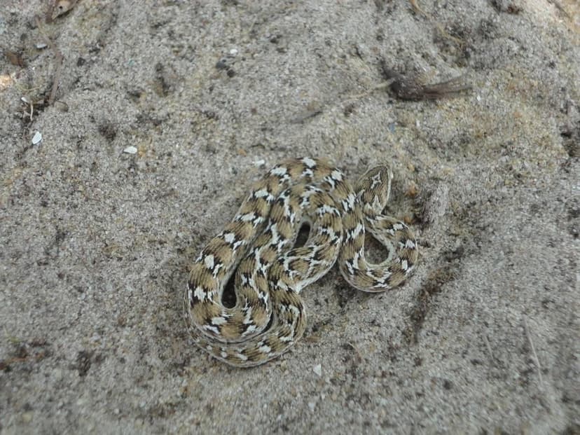 Saw-scaled Viper - small aggressive venomous snake in Sri Lanka