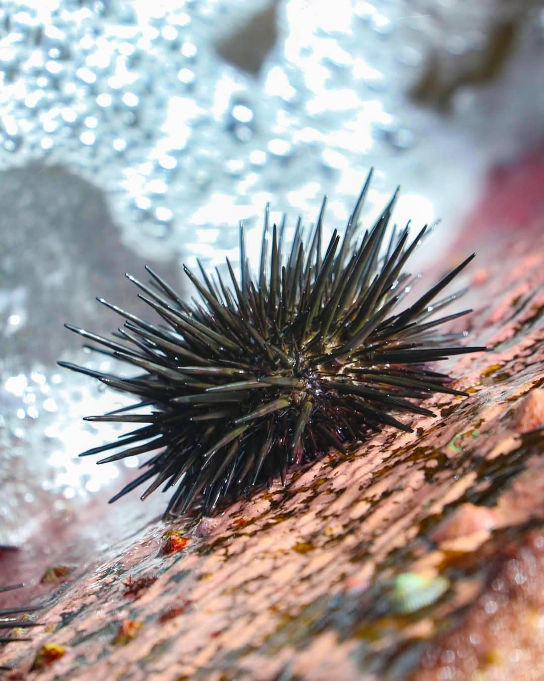 Sea Urchin in Rock Pool