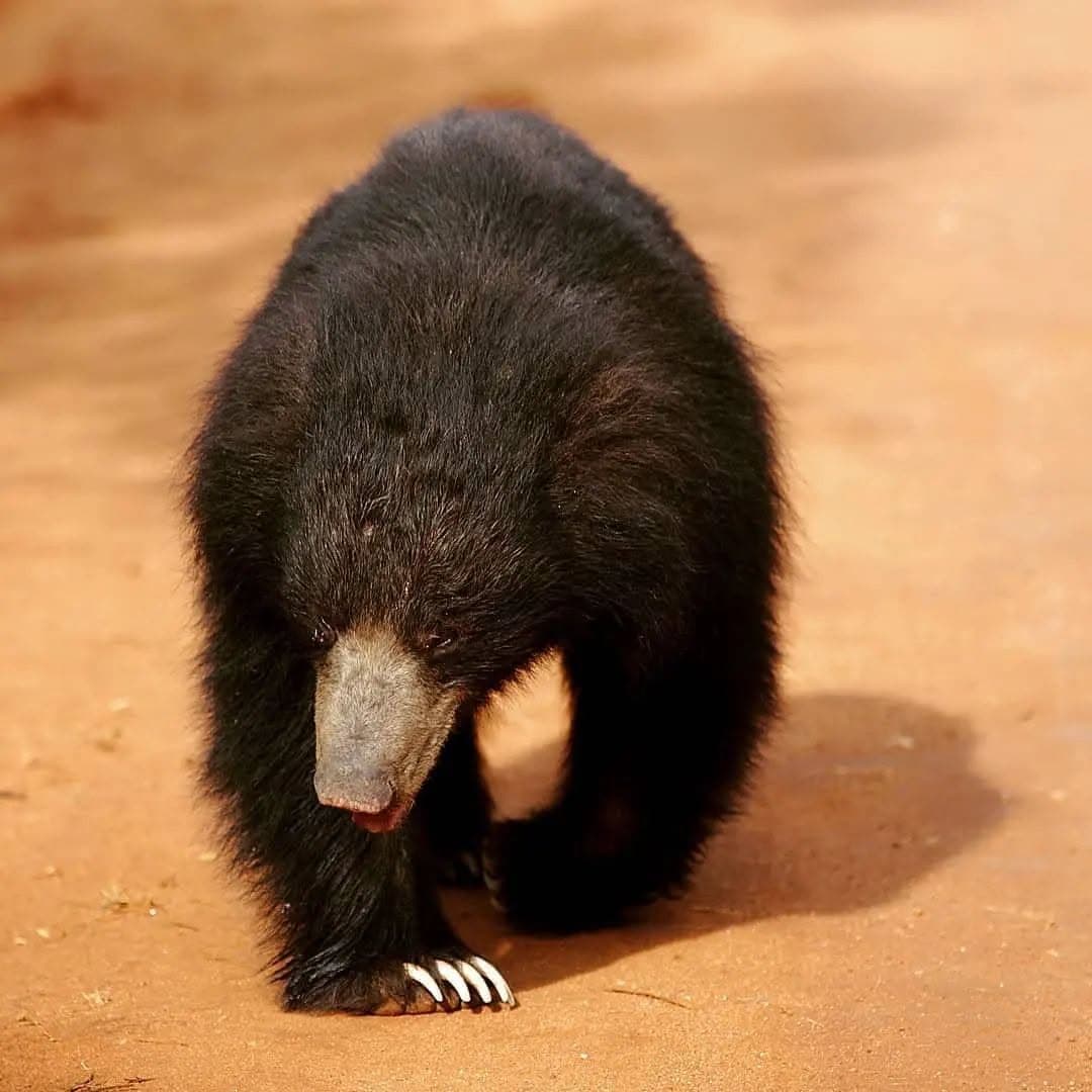 Sloth Bear in Yala National Park