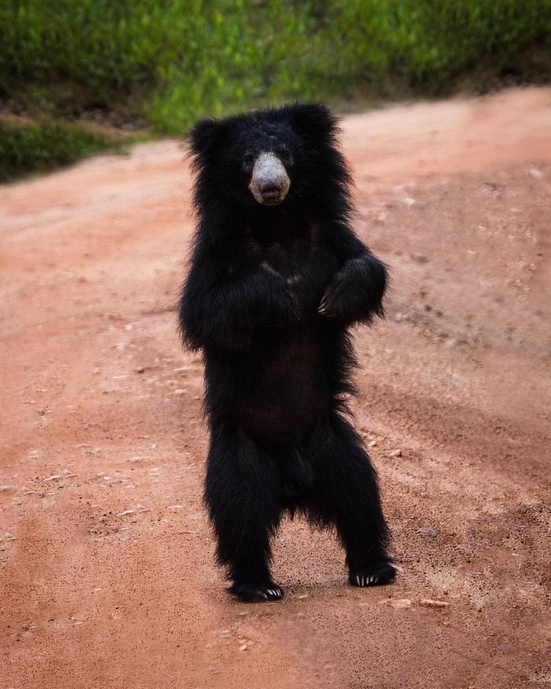 Sloth Bear in Yala National Park