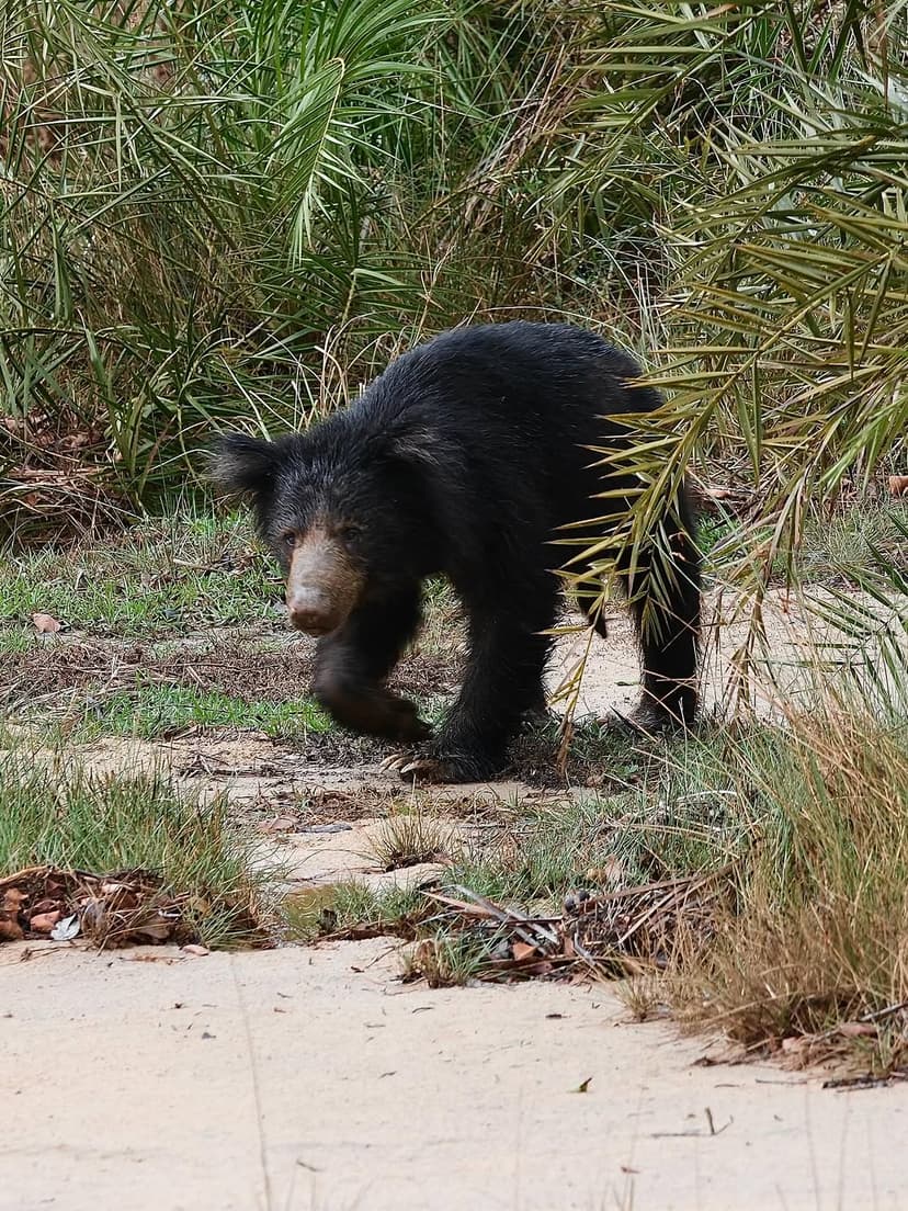Rare sloth bear foraging in Wilpattu forest showing distinctive shaggy black coat and long claws