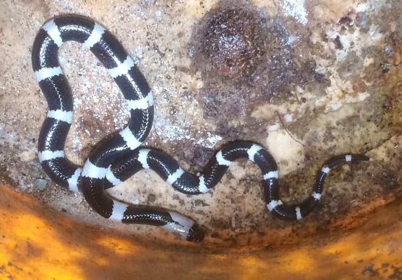 Sri Lankan Krait - endemic deadly venomous snake of Sri Lanka