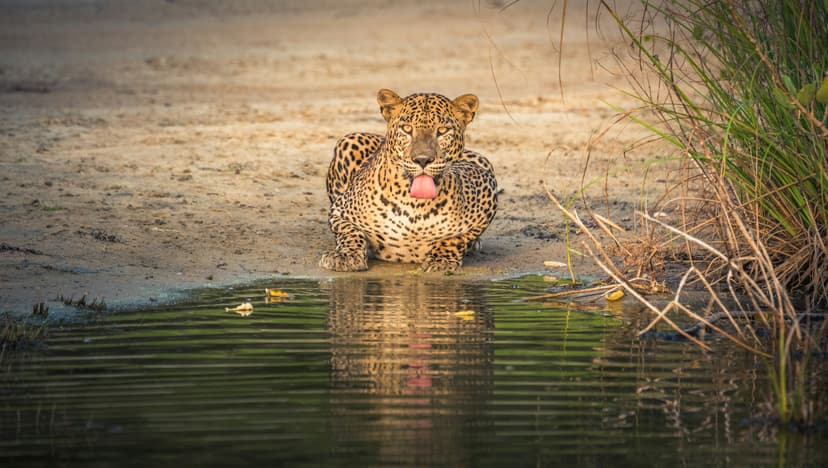 Magnificent Sri Lankan leopard in Yala National Park showing distinctive spotted coat and powerful build