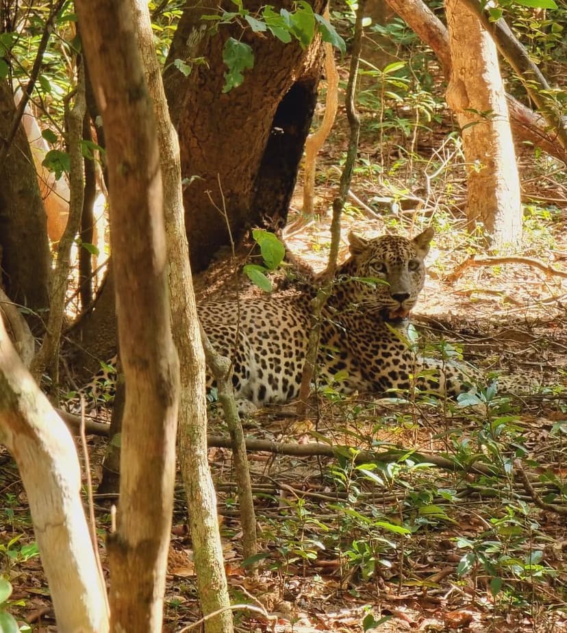 Magnificent Sri Lankan leopard resting by a villu in Wilpattu National Park showing distinctive spotted coat