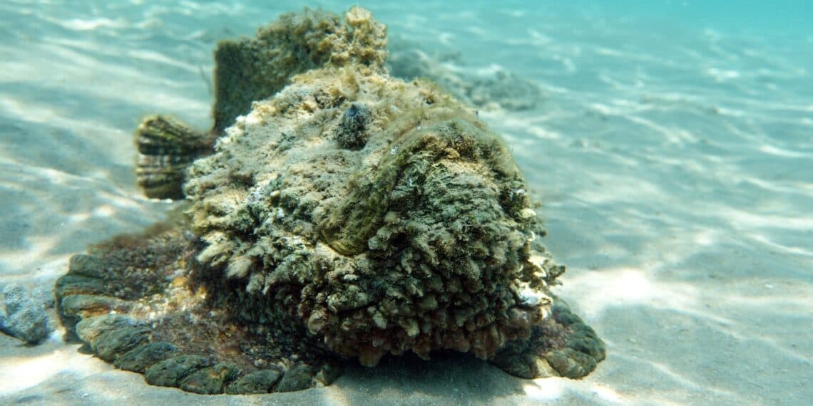 Stone Fish camouflaged on reef