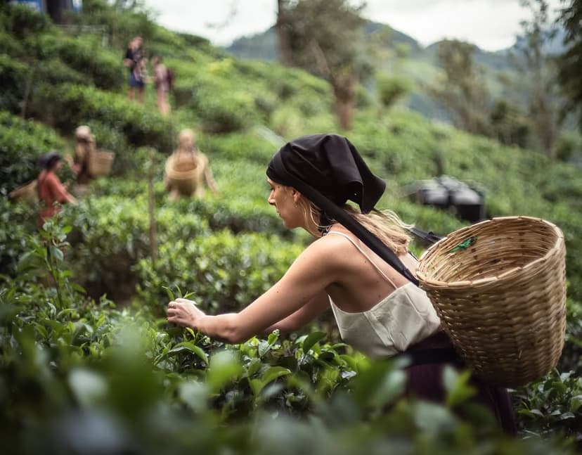 Tea pickers in traditional dress harvesting tea leaves in Ella's mountain plantations at sunrise