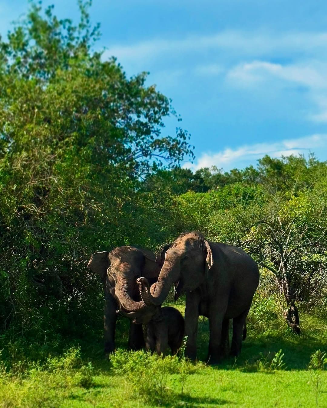 Thun Path Rana herd of elephants