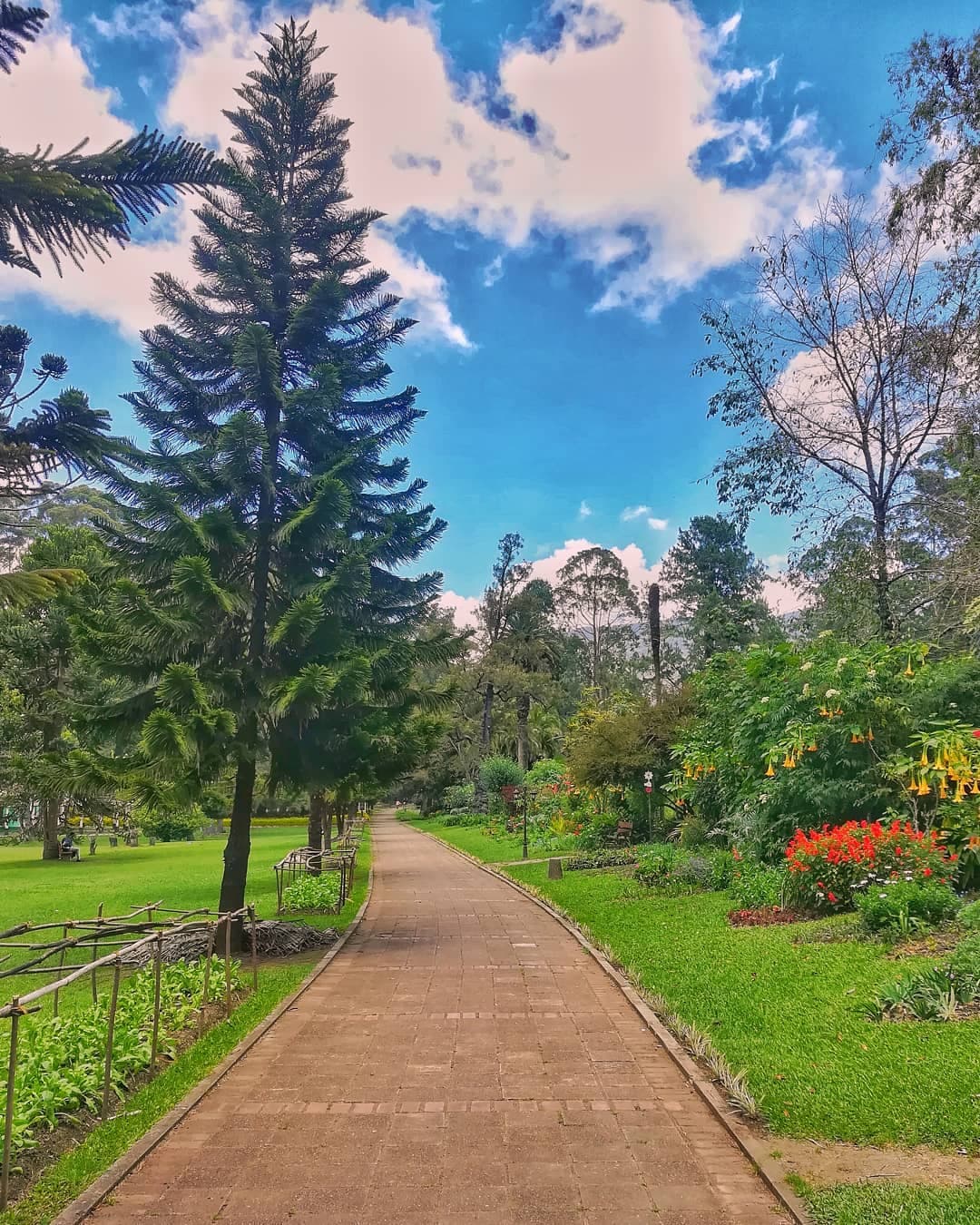 Victoria Park showcasing the beautiful botanical gardens and diverse flora