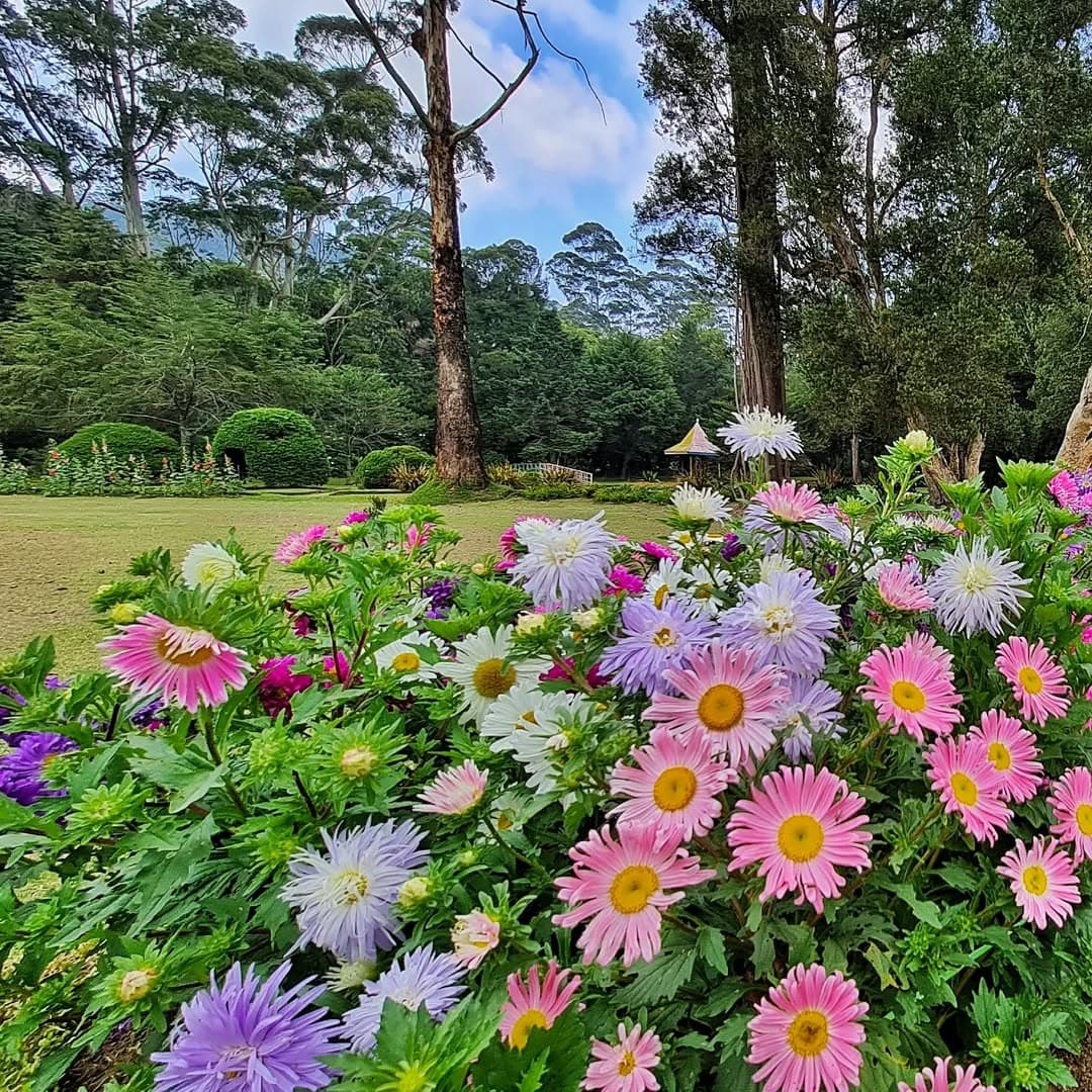 Victoria Park showcasing the beautiful botanical gardens and diverse flora