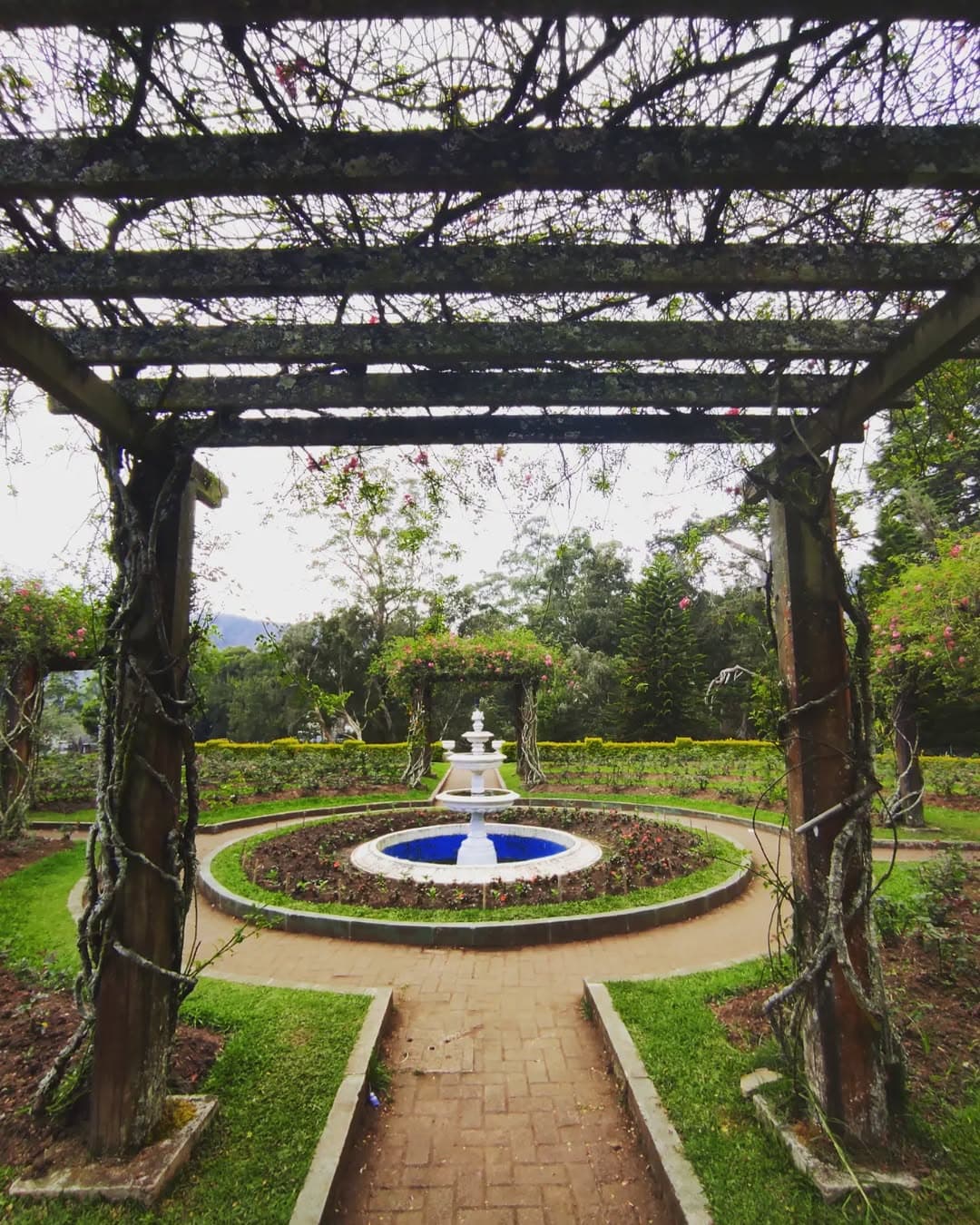 Victoria Park showcasing the beautiful botanical gardens and diverse flora