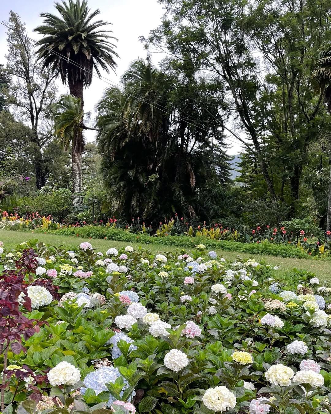 Victoria Park showcasing the beautiful botanical gardens and diverse flora